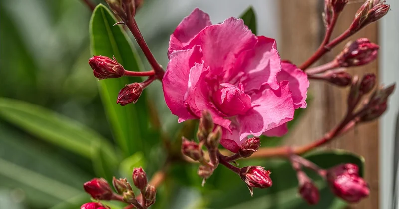 Traitement : que faire concrètement sur un laurier-rose à feuilles marron