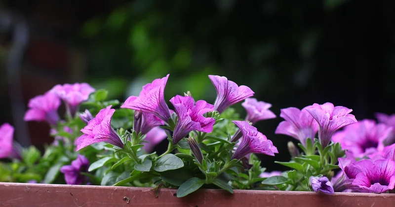 Culture hors sol et en jardinière : la solution quand on n'a pas de terrain