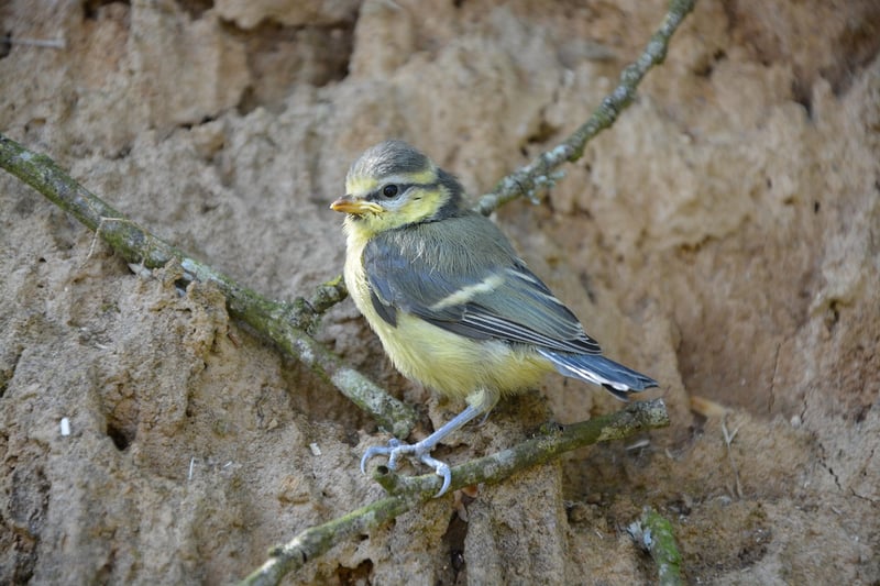 Oisillon mésange : comment le nourrir et en prendre soin en 2026