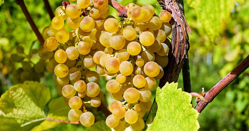 Variétés et calendrier : pourquoi votre voisin récolte encore en septembre