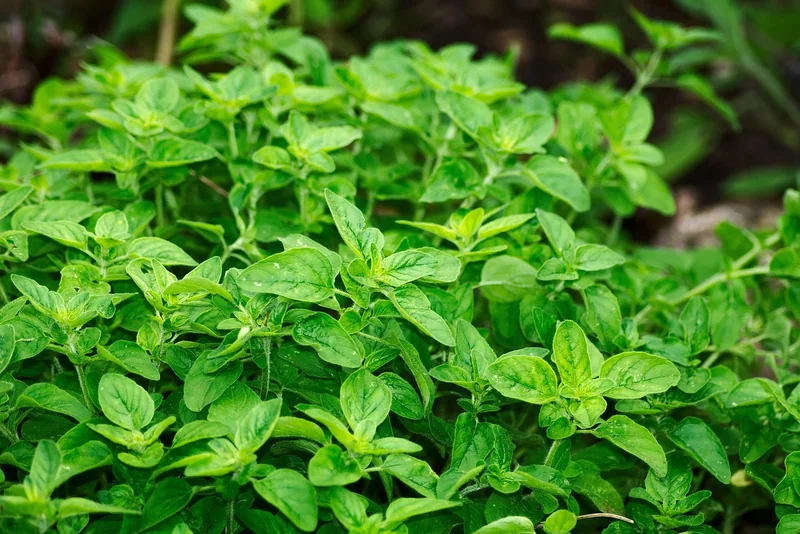 Choisir ses herbes : La trilogie gagnante pour petits espaces