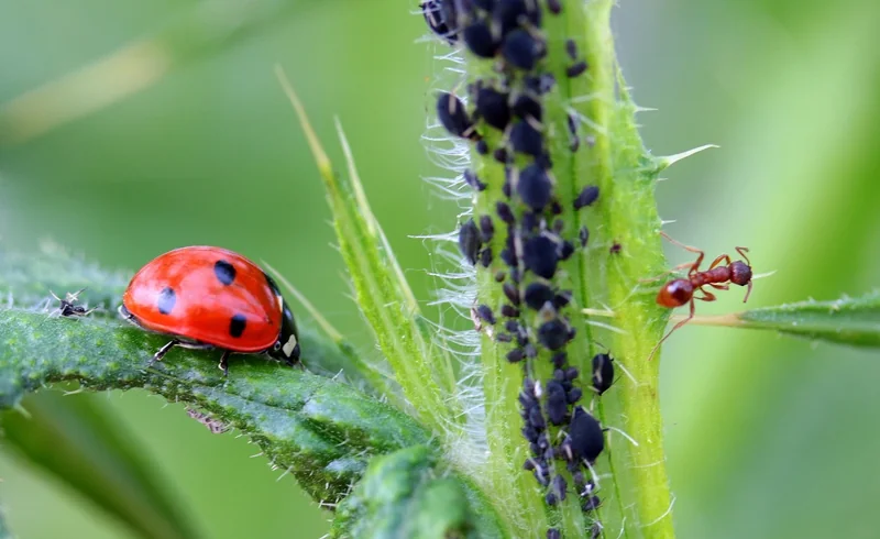 Causes de l'infestation : pourquoi eux et pas vous ?