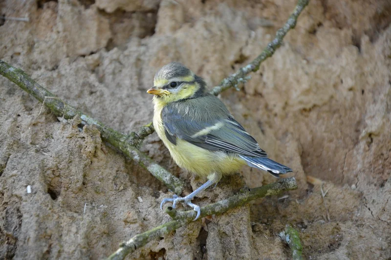 Nourrir un oisillon mésange : le guide pratique