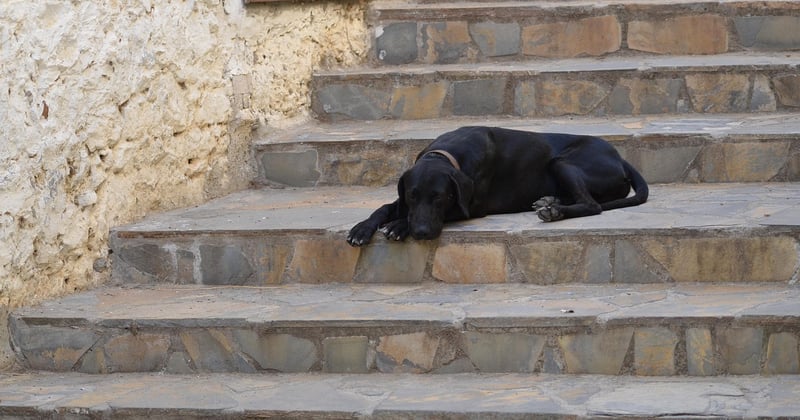 Quel est le prix moyen d'un monte-escalier Stannah ? Le vrai budget