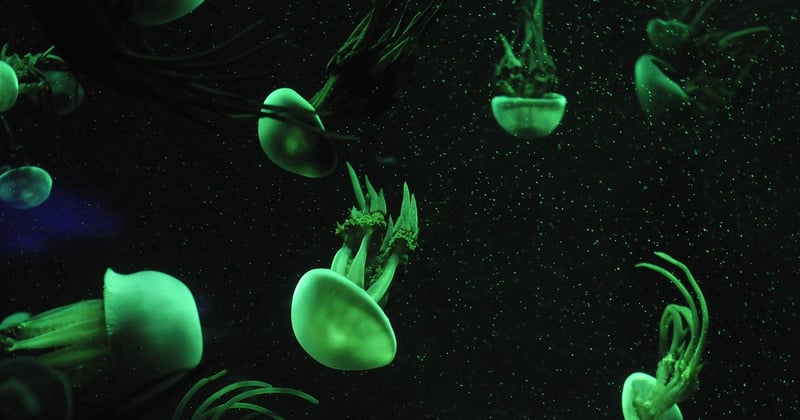 La Rochelle aquarium tarif : nos astuces pour payer moins cher vos billets